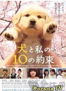 Десять обещаний моей собаке.