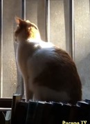 Сущность бродячих кошек