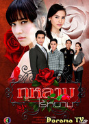 Роза без шипов