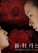 Пион и Роза. Новое