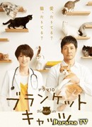 Коты в одеялках