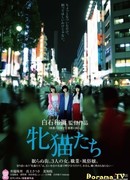 Рассвет кошечек