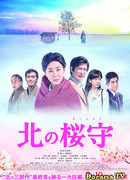 Северный первоцвет