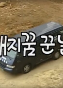 День, когда мне приснилась свинья