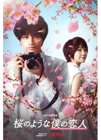 дорама Моя любимая словно цветок сакуры (Love Like the Falling Petals: Sakura no Yona Boku no Koibito) 24.10.24